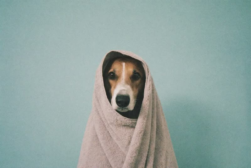 A damp dog wrapped in a towel after a bath