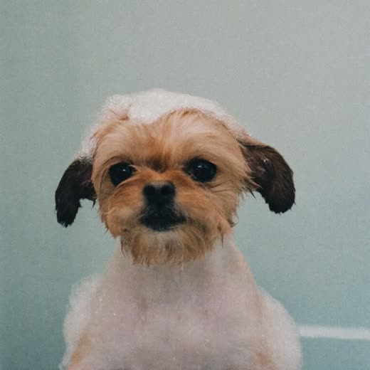 A small dog being bathed, coat wet and soapy