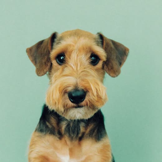 A terrier with a freshly clipped, tidy coat