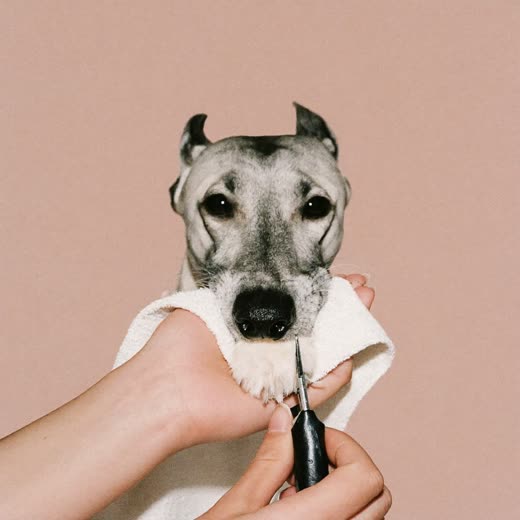 A dog's paw being held for a nail trim