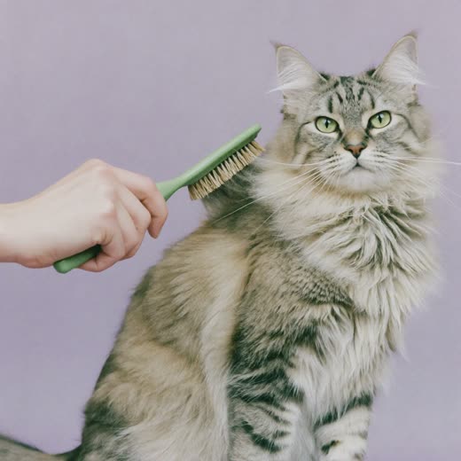 A long-haired cat being brushed out
