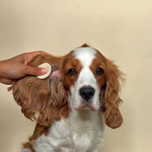 A spaniel's ear being gently cleaned